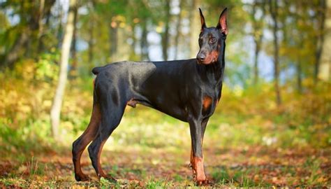 35 Most Beautiful Dog Breeds in the World