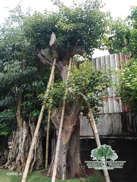 Jual Pohon Bodhi Tree Tanaman Bodhi Murah Siap Kirim - Sahabat Taman