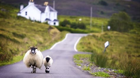 Peaceful Celtic Relaxing Instrumental Music, Meditation Music in 4k "Celtic Country" by Tim ...