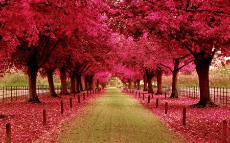 PINK FALL ROAD - Other & Nature Background Wallpapers on Desktop Nexus ...