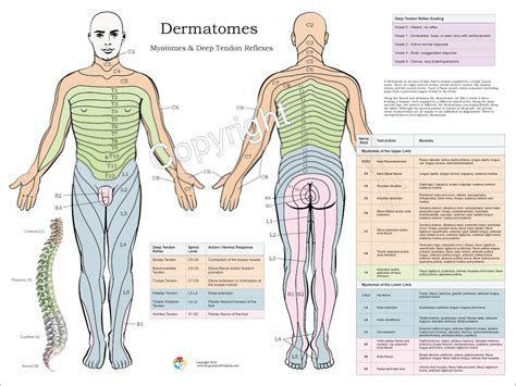 Dermatomen Myotomes en DSTK poster 18 X 24 Chiropractie | Etsy