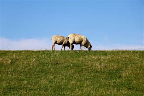 Two Sheep Grazing in Green Pastures Stock Image - Image of nature, natural: 197344595