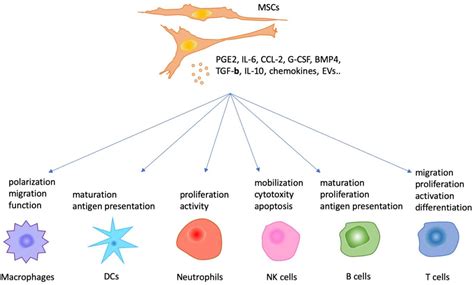 JCM | Free Full-Text | The Immunomodulatory Functions of Mesenchymal ...