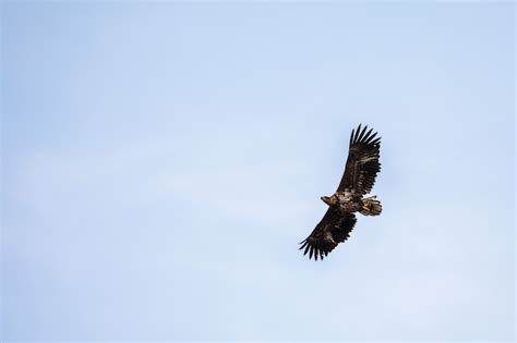 Premium Photo | White tailed eagle flying in the sky in lofoten, norway, copy space