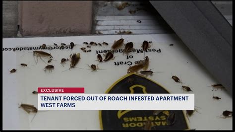 Exclusive: Cockroach Infestation forces Bronx mother out of her home