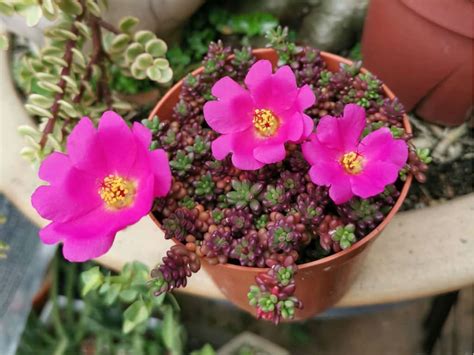 Portulaca gilliesii - World of Succulents