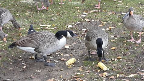 Canada Geese eating corn on the cob - YouTube