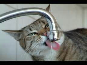 Cat Drinking From The Water Tap Stock Footage Video 2213 - Shutterstock