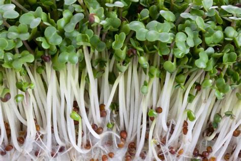 Broccoli Microgreens- An Easy Step-by-Step Guide to Growing Them