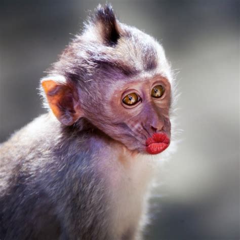 Funny monkey with a red lips - Stock Image - Everypixel