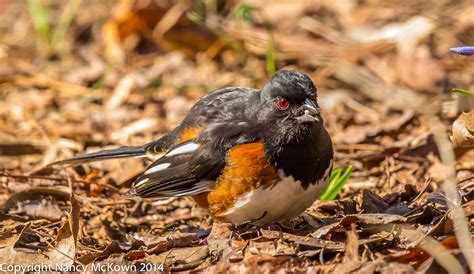 Photographing Eastern Towhees and Learning Bird ID Skills | Welcome to ...