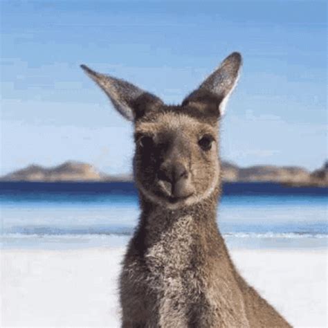 Aussie Cute GIF - Aussie Cute Kangaroo - Discover & Share GIFs