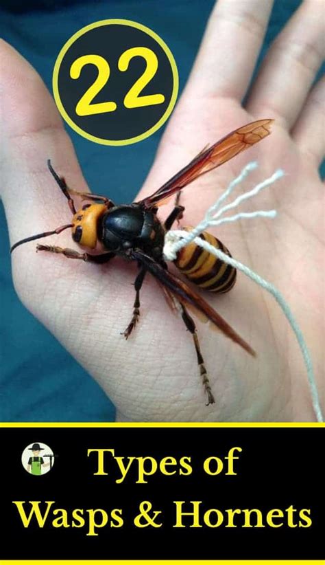 25 Types of Wasps and Hornets - ProGardenTips