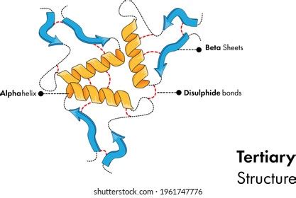 Illustration Tertiary Structure Protein Polypeptide Chain Stock Vector ...