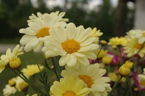 Pyrethrum Garden Flower - Free photo on Pixabay - Pixabay