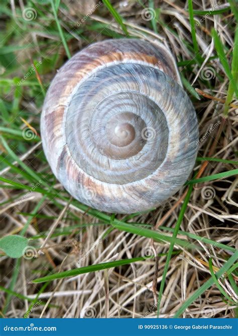 Snail Shell in a Green Field Stock Photo - Image of ribbed, flower ...