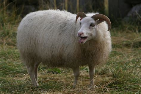 a sheep with long horns standing in the grass and looking at the camera ...