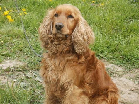 Cocker Spaniel Dog Breed » Information, Pictures, & More