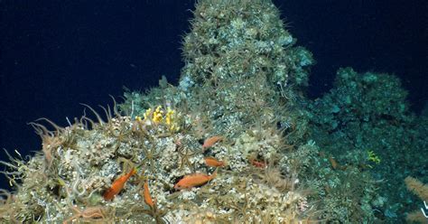 New coral reef discovered in Ecuador's Galapagos Islands | Reuters