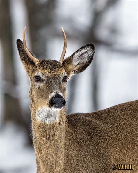 Pennsylvania Wildlife Photographer: Winter Wildlife With The 7D Mark II