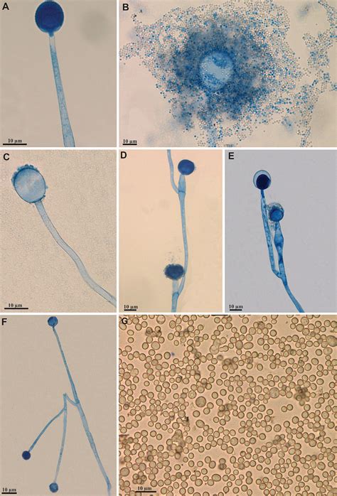 Mucor minutus (URM 7894). A. Sporangiophore with sporangium. B ...