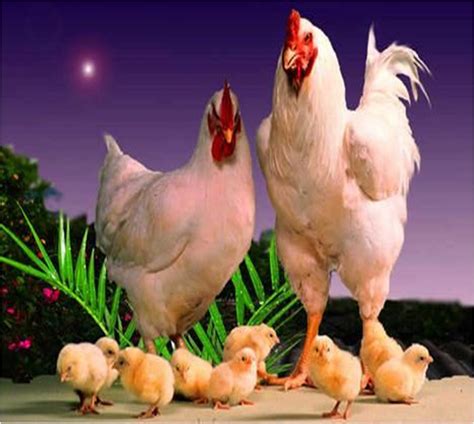 How to Breed Chickens at Home