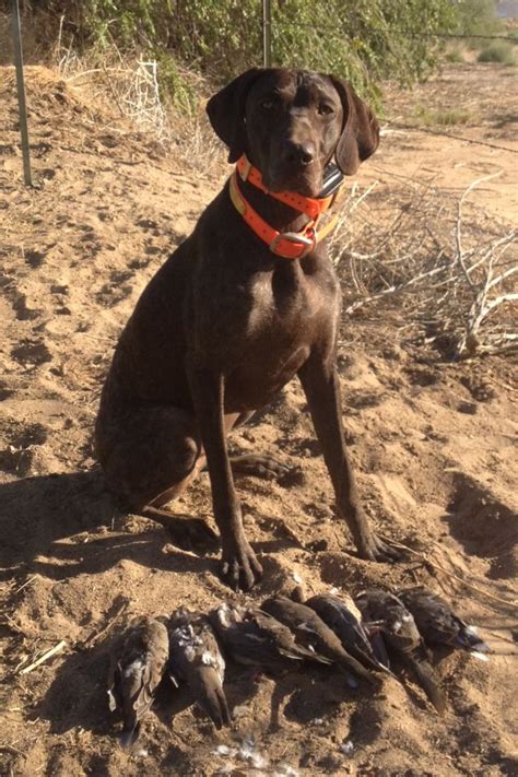 Shorthair- dove hunt | Hunting dogs, Dove hunting, Dogs