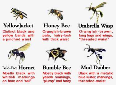 25+ best ideas about Bee identification on Pinterest | Bumble bees ...