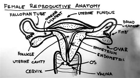 4d Human Anatomy Female Reproductive System - Riset