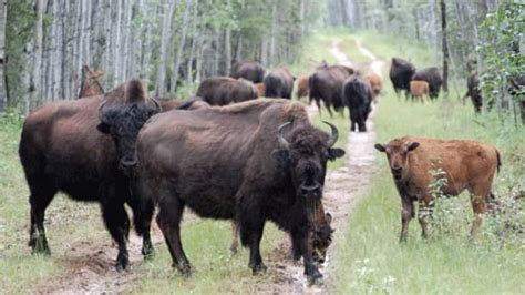 Anthrax confirmed in bison at Wood Buffalo National Park - North - CBC News