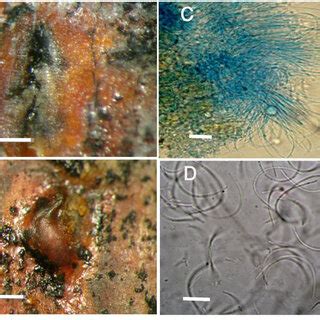 (A) Acervulus on twig of Quercus brantii, (B) red tendril of conidia... | Download Scientific ...