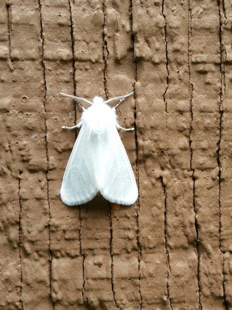 Beautiful tiny white moth on the house. | Moth, Beautiful, Insects