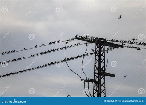 Flock of Starlings on an Electric Pole Stock Image - Image of fields, poles: 263325147