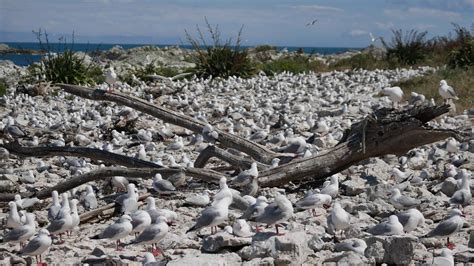 Habitat of seagulls at Kaikoura Beach 8894657 Stock Video at Vecteezy