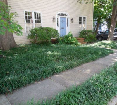 Drought Tolerant Liriope Makes an Outstanding Ground Cover | Monkey grass, Ground cover, Shade ...