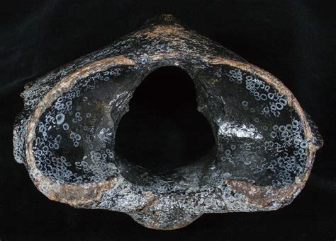 Woolly Rhinoceros Atlas Vertebra Bone - Late Pleistocene (#3444) For Sale - FossilEra.com