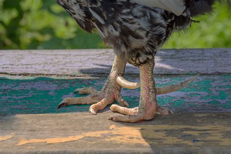 Chicken Spurs: Who Gets Them? - Backyard Poultry