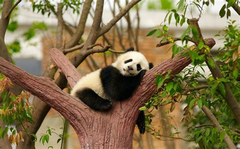 Little Panda sleeping sweetly in the fork of a tree wallpapers and images - wallpapers, pictures ...