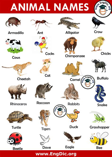 500+ Animals Name List in English A to Z - Pictures and PDF - EngDic (2022)