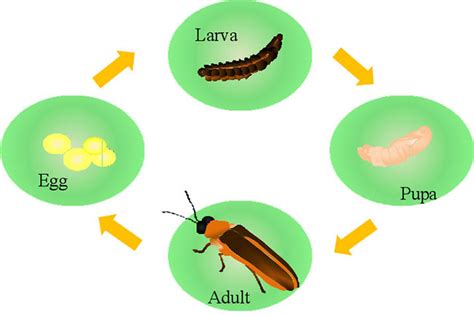 Firefly Life Cycle Diagram | The Best Porn Website