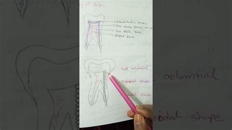 about odontoblast cell. - YouTube