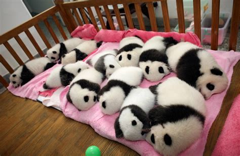 12 Panda Cubs | Funny Pictures, Quotes, Pics, Photos, Images. Videos of Really Very Cute animals.