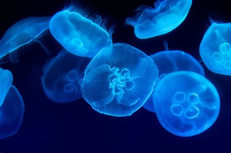 November 2021: Jellyfish — South Florida Divers Inc