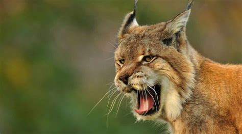 Rabid bobcat attacks Connecticut golfer and nearby horse