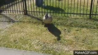 Angry Geese Attack Compilation on Make a GIF