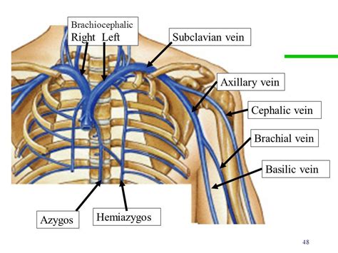 Image result for brachiocephalic vein and subclavian vein | Basic ...