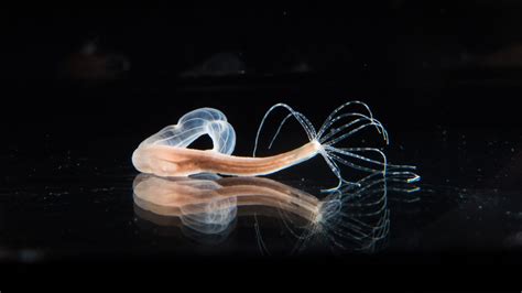 Here’s how sea anemones launch their venomous stingers | Science News