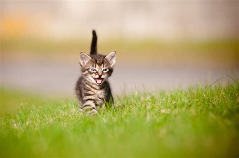 Newborn Kittens: Eye Opening Time | Santa Barbara Vets