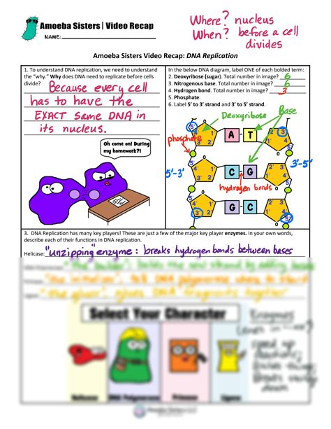 SOLUTION: amoeba sisters dna replication video recap answer key 4th - Studypool