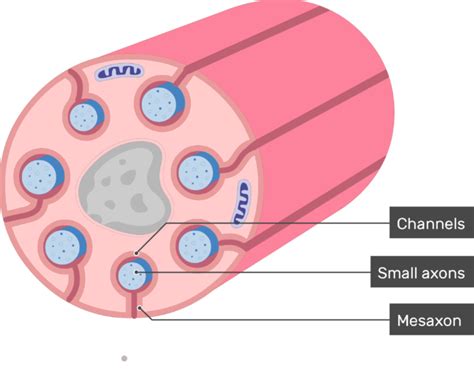 Unmyelinated axons in PNS and schwann cells | GetBodySmart